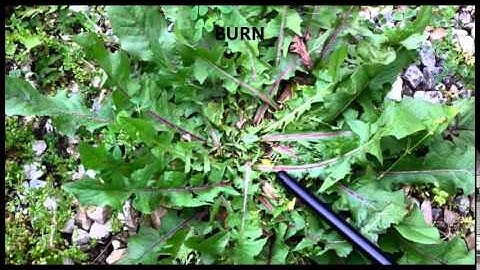 how to get rid of dandelions