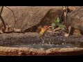 Pygmy Kingfisher diving into shallow bird bath!