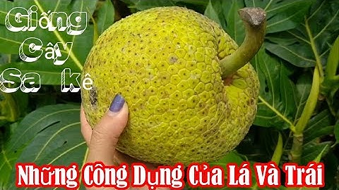 Quả sa kê la quả gì