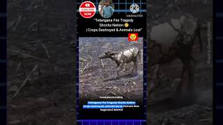 “Telangana Fire Tragedy Shocks Nation 😢 | Crops Destroyed &amp; Animals Lost” #shorts #telangana #crop