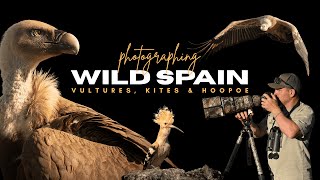 Photographing SPAIN'S WILD side - Vultures, Kites & Hoopoe