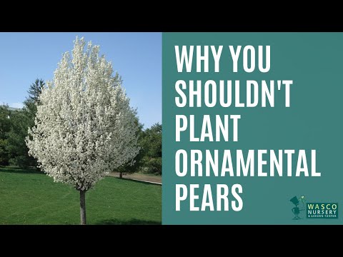 Video: Care For Aristocrat Flowering Pears - How To Grow An Aristocrat Flowering Pear Trees