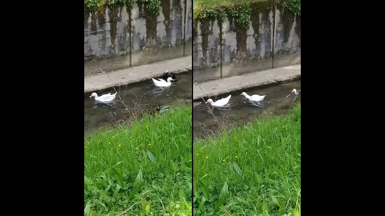 🌳🐦Parque Artaza Vizcaya🐦🌳