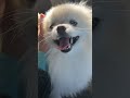 Big big smile #pomeranian #ポメラニアン #puppy #dog #cute #pets #travel #癒し #smile #happy #enjoy #japan