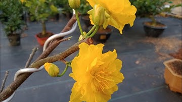 mặt hoa cúc thọ hương đột biến lá cẩm thạch