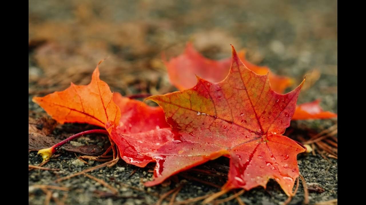 tree-leaves-rustle-sound-effect-youtube
