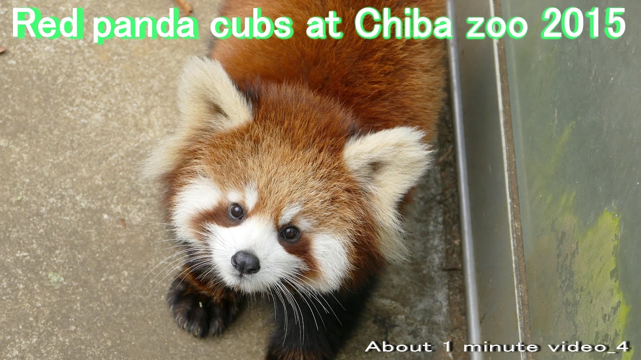 Red panda レッサーパンダ】Cubs at Chiba zoo 2015 About 1 minute