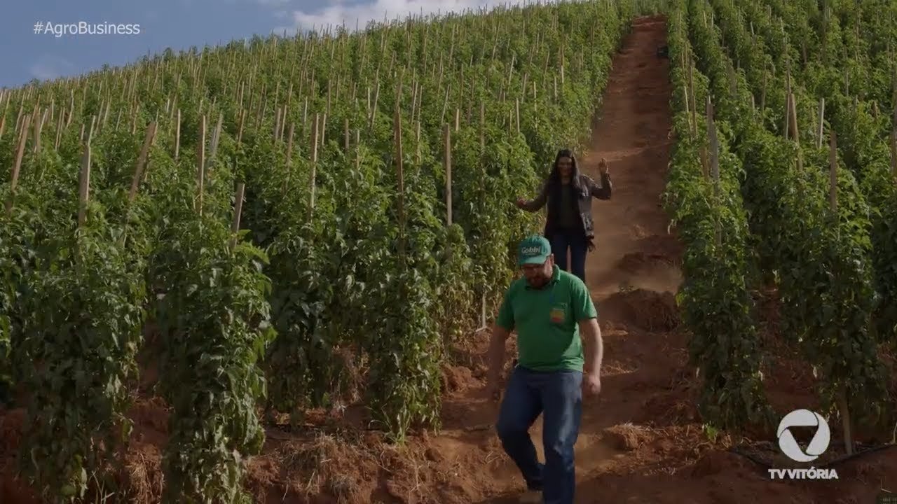 Produção de tomate em Afonso Cláudio-ES | T1E6 Agro Business