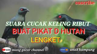 suara burung cucak keling ribut/pikat