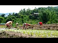 Beautiful Daily Life of Mountain Village People || DB Limbu