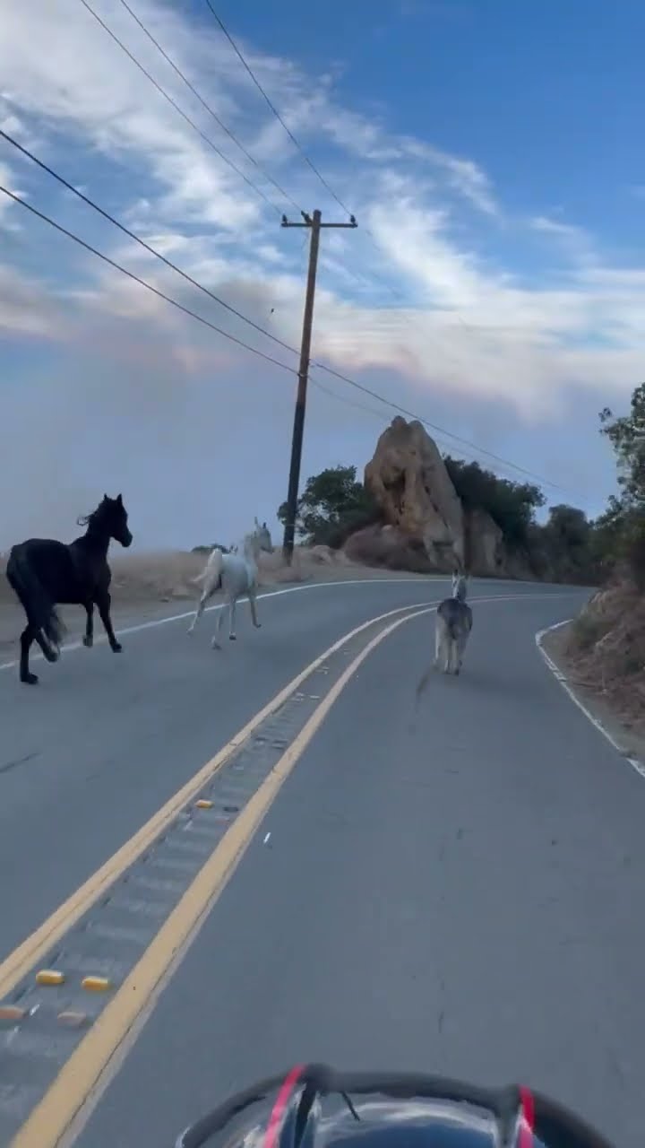 Saving Our Animals From The Palisades Fire || ViralHog