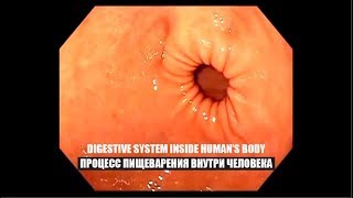 Процесс Пищеварения / Digestive System from National Geographic «Inside The Living Body» (2007)