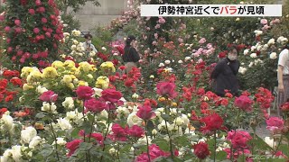 ２年ぶりの開園　三重県伊勢市の「神宮ばら園」で１５０種のバラ楽しむ