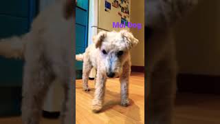 Molly The LakeLand Terrier