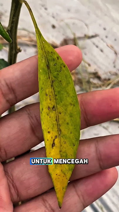 Baru tau, ada pupuk kalsium yang bisa atasi permasalahan pada tanaman cabe dengan segala varietasnya