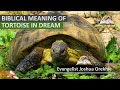 Biblical Meaning of TORTOISE in Dream - Spiritual Meaning of Turtles