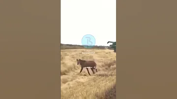 Гривистый волк гуляет по полям....#shorts