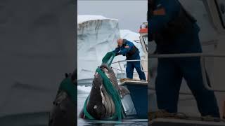 Balina Kurtarma #balina #kurtarma #whale #resque