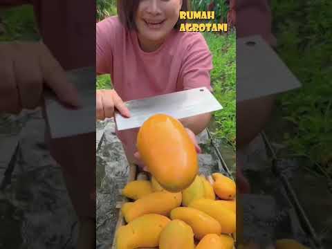 Video: Ragam Pokok Buah-buahan Selatan: Pokok Buah-buahan Untuk Negeri-Negeri Tengah Selatan