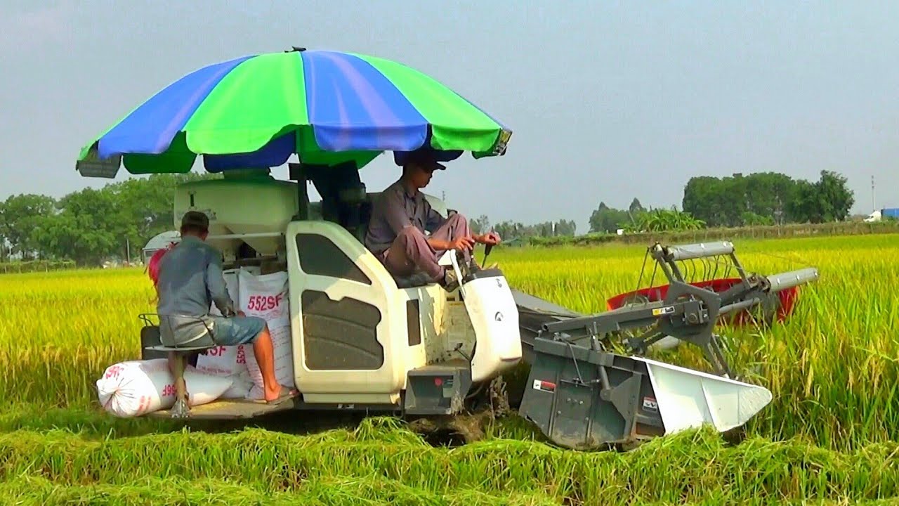 Máy gặt lúa KUBOTA DC-35 làm việc | minhnhat tv2