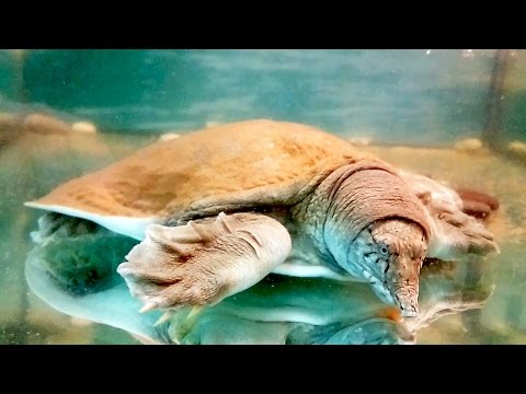 Странноголовая хищная черепаха. Троллим Трионикса