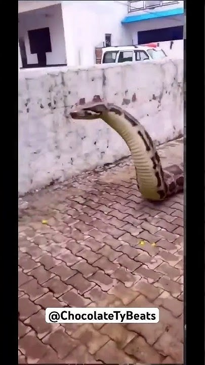 man running from a life size python snake #crazyvideo #snakes #shorts ...