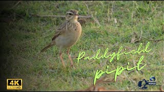 Paddyfield pipit