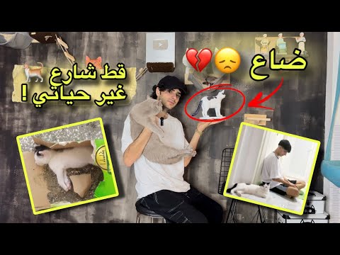 وصلت  مليار مشاهدة بفضل قط قصة نجاح روناس ضياع شيخو
