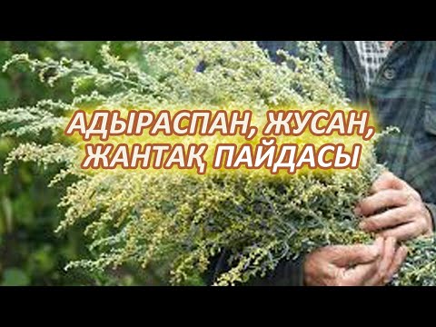 Бейне: Ащы жусан: денсаулыққа пайдасы мен зияны, қолданылуы