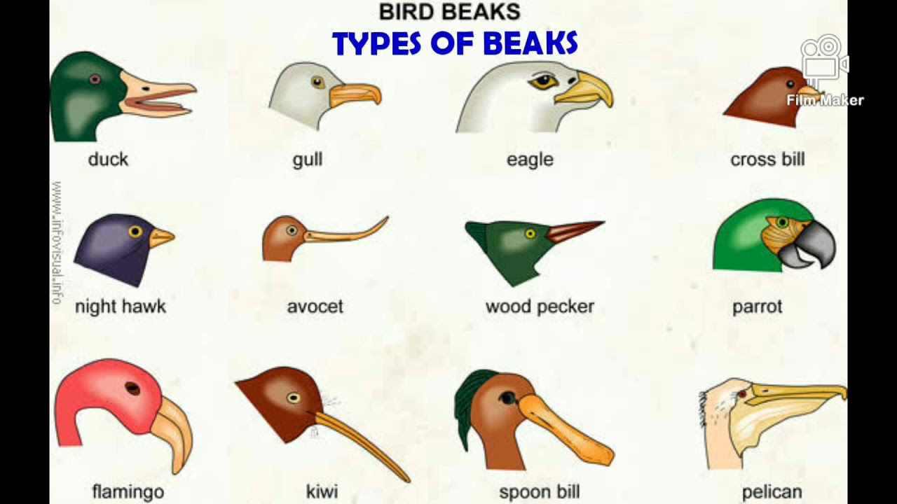 Types of beaks YouTube