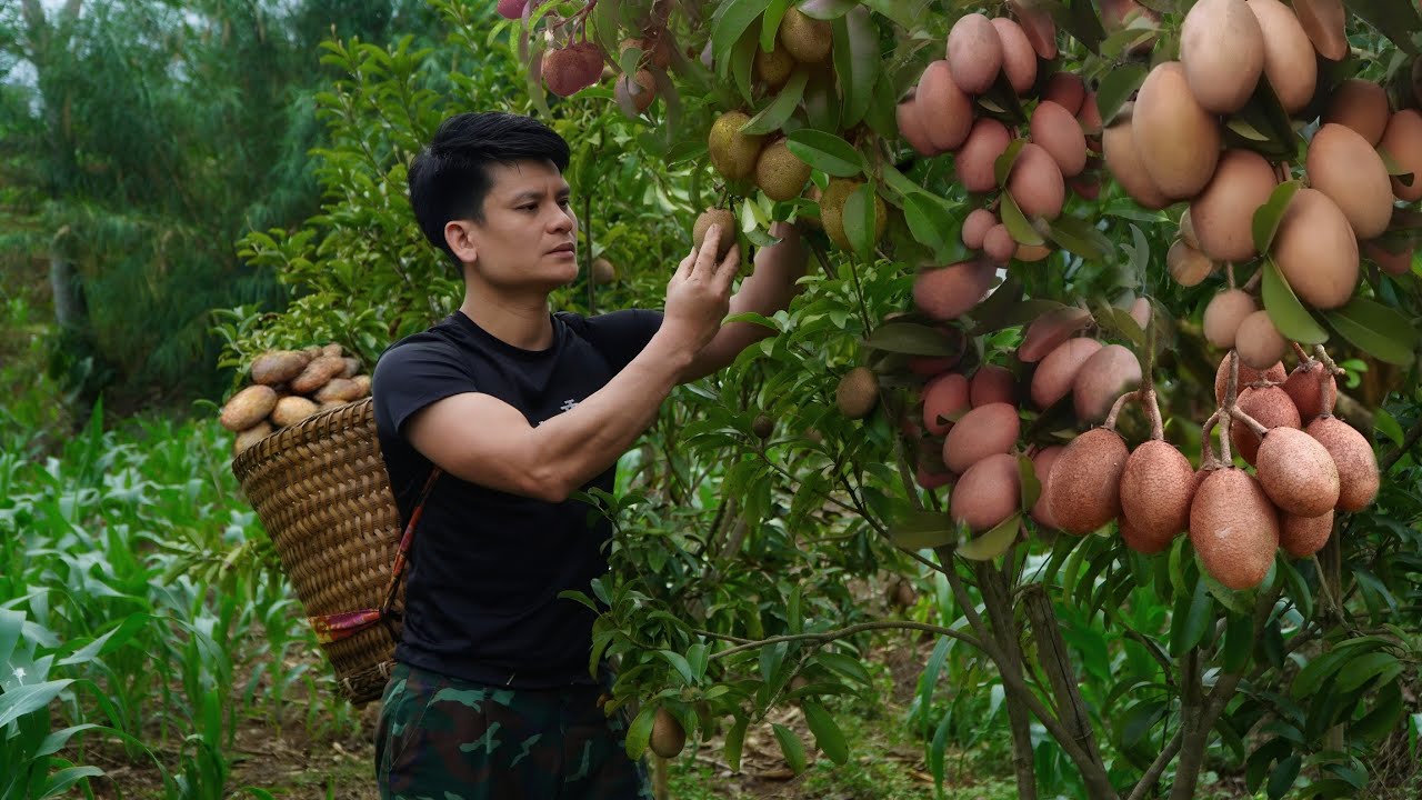 2 Years of Living Off the Grid: Harvesting sapodilla fruits to sell to ...