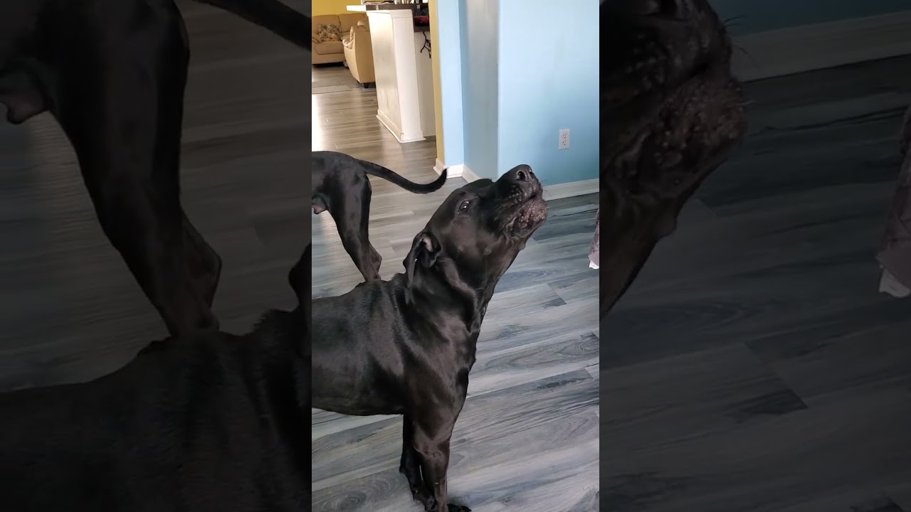 Family Pets: Deez Mutts Howling 