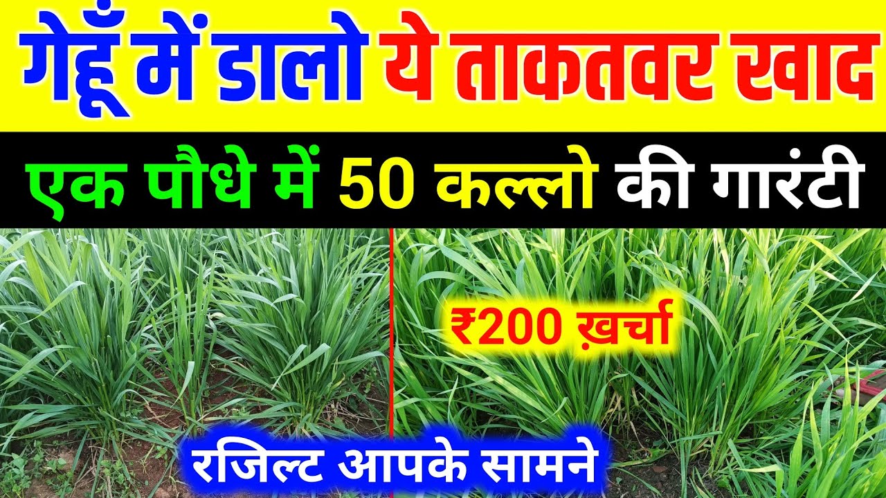 Gehu Tree गेहूं में फुटाव | कल्ले और ग्रोथ के लिए बेस्ट फॉर्मूला | gehu me kalle ...
