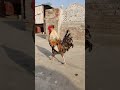 Beautiful Rooster In the world #rooster