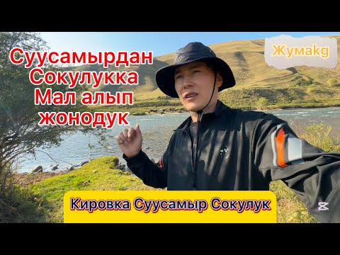 Мал базар Сокулук 24.08.2025 Суусамырдын торпоктору #сокулук #малбазар2025 #кыргызстан #озбекстан