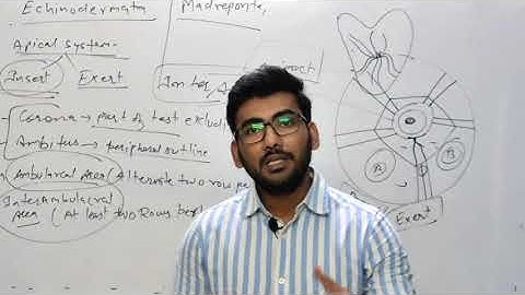 Echinodermata Part-2 | Palaeontology | Geology | Gate | CSIR-NET | GSI (P) | IIT JAM | BHU |