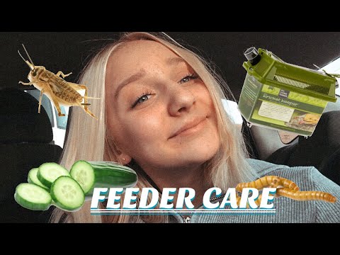 Comment prendre soin de Feeder insectes! (Mealworms, superworms, grillons, + plus!)