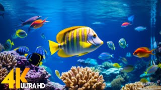 Under Red Sea 4K - Beautiful Coral Reef Fish in Aquarium, Sea Animals for Relaxation - 4K Video 10