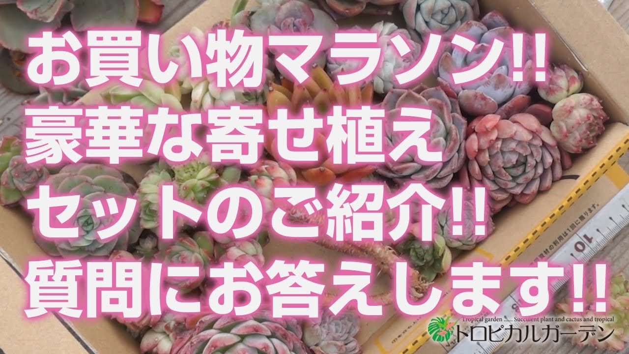 2024.01.09【多肉植物】お買い物マラソン!!豪華な寄せ植えセットのご