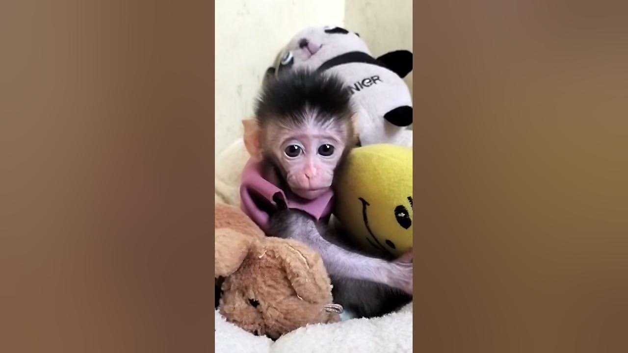 Welcome Baby Monkey Bimbim. - YouTube