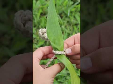 Video: Der Maifeiertag ist auf Hawaii der Lei-Tag