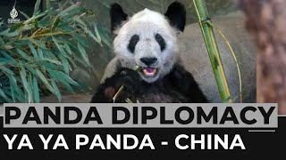 Millions of Chinese welcome Ya Ya panda home after US stay