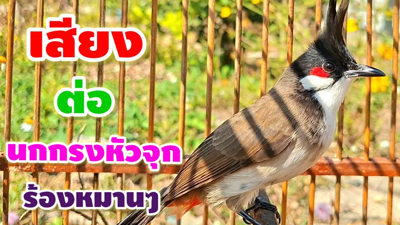 เสียงนกกรงหัวจุกร้องเพลงเสียงดัง ร้องเพลงไพเราะ ร้องเพลงหมานๆ นกกรงหัวจุกสวยงามมีเสียงร้องใสมาก 