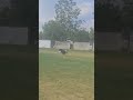 Coaly does a Frisbee