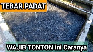 Tebar padat wajib tonton, ini caranya