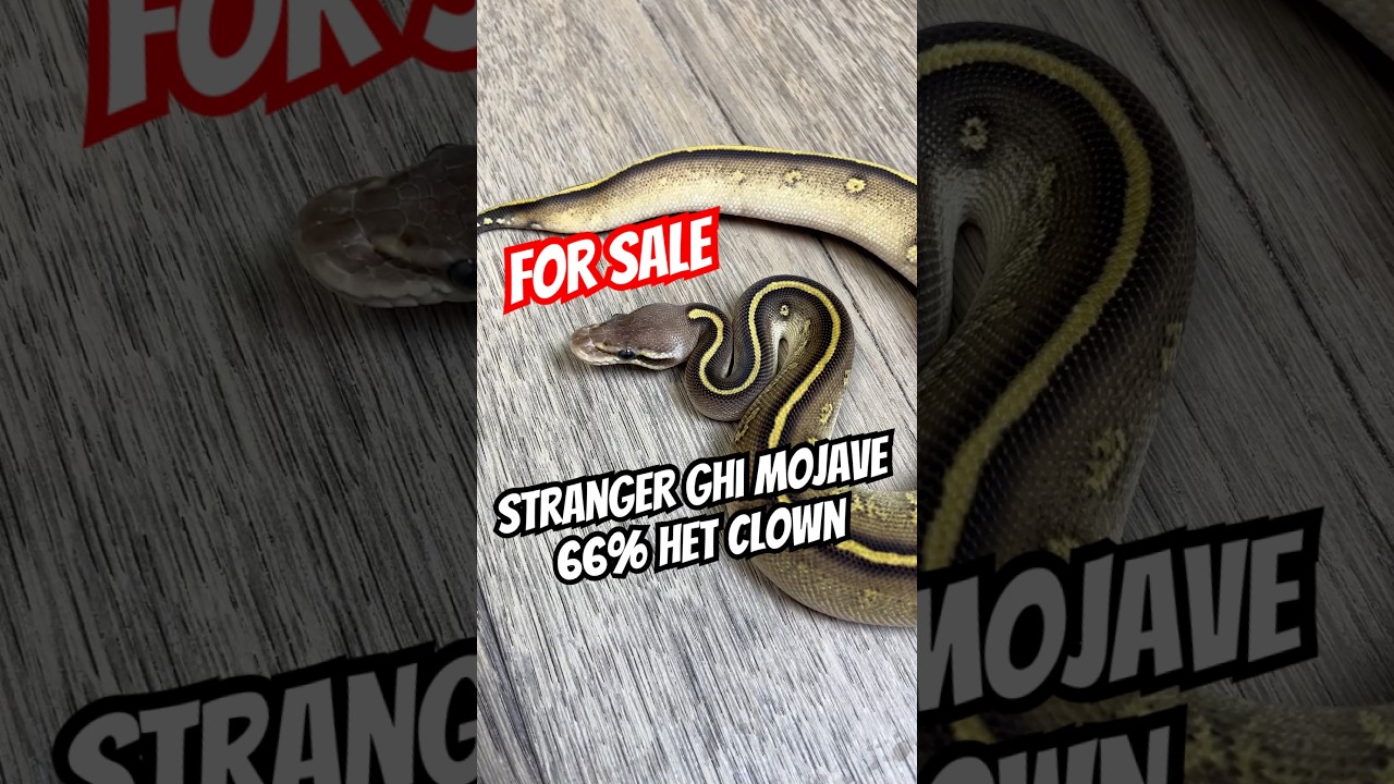 For sale‼️ #pythonregius #hodowlawęży #pytonkrólewski #ballpython #python #sprzedaz
