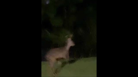 WE JUST SAW ONE OF SANTA’S REINDEER AT DISNEY! CHRISTMAS REINDEER BUCK WILDLIFE AT DISNEY #shorts