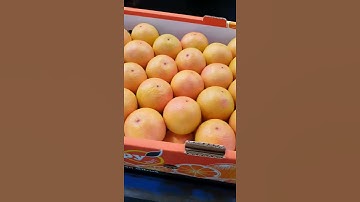 Egyptian star ruby grapefruit season 2019/2020