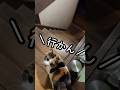 猫見知り小町。ロロちゃんがきてくれたのに…
