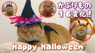 ハロウィンコスプレされまくる短足猫が可愛い！